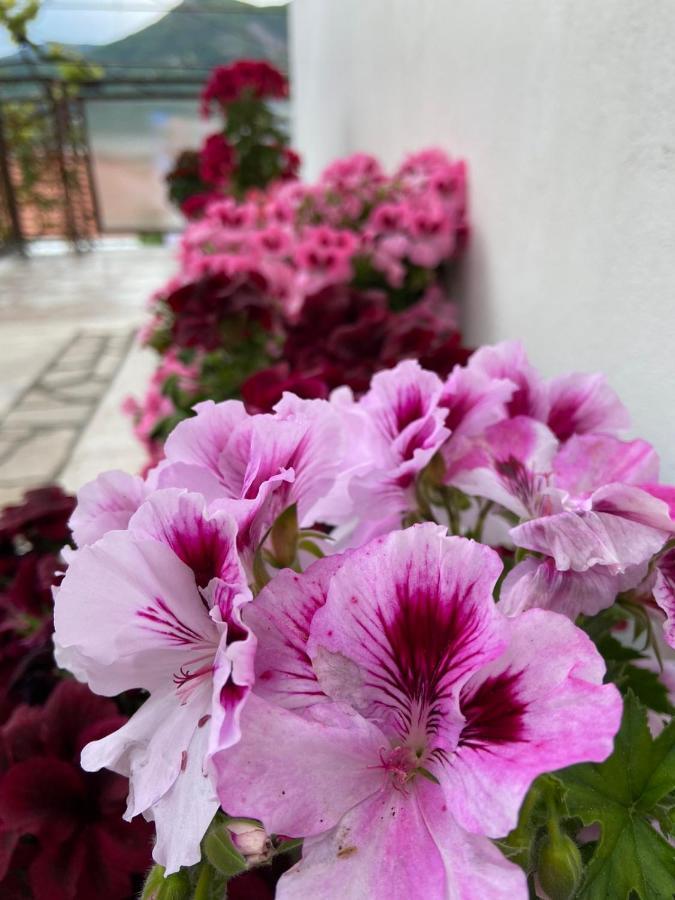 Vucinovic Apartment Tivat